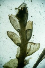 Mesoptychia heterocolpos