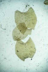 Mesoptychia heterocolpos