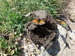 Melitaea varia