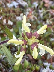 Pedicularis lapponica
