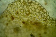 Mesoptychia heterocolpos