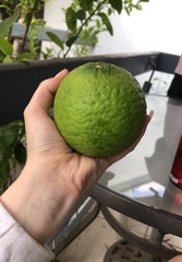 Citrus × pyriformis