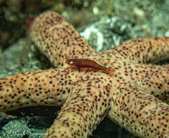 Zenopontonia soror