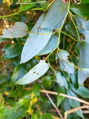Smilax corbularia