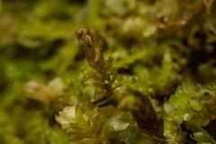 Mesoptychia heterocolpos