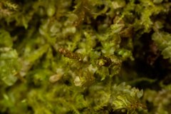 Mesoptychia heterocolpos