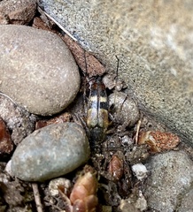 Etorofus obliteratus