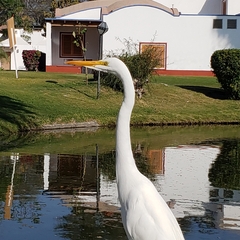 Ardea alba