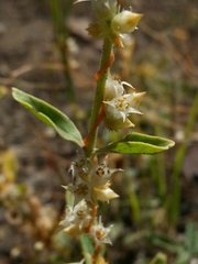 Cuscuta californica
