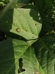 Megacopta punctatissima