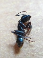 Camponotus pennsylvanicus