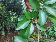 Dendropanax