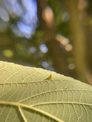 Celticecis spiniformis