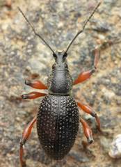 Otiorhynchus coecus