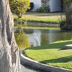 Ardea alba