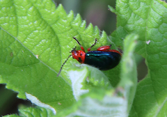 Kuschelina gibbitarsa