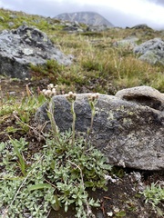 Antennaria alpina