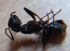 Camponotus pennsylvanicus