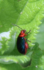 Kuschelina gibbitarsa