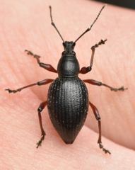 Otiorhynchus clavipes