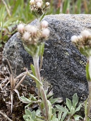 Antennaria alpina