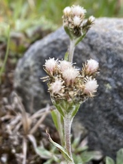 Antennaria alpina