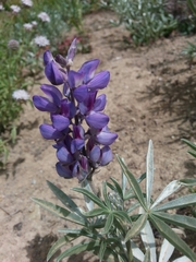 Lupinus obtusilobus
