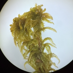 Sphagnum subsecundum