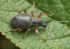 Otiorhynchus coecus