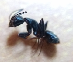 Camponotus pennsylvanicus