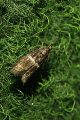 Elegia similella