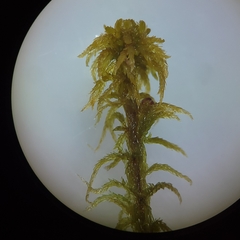 Sphagnum subsecundum