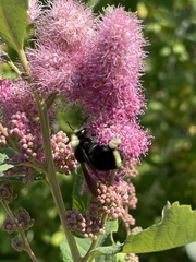 Bombus vosnesenskii