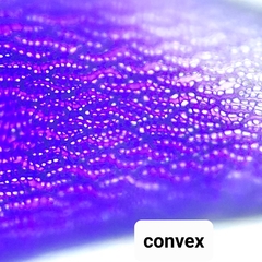 Sphagnum subsecundum