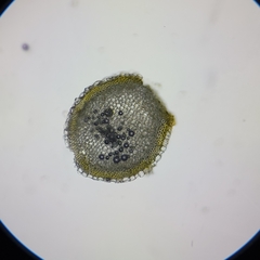 Sphagnum subsecundum