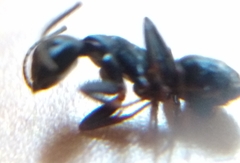 Camponotus pennsylvanicus