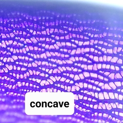 Sphagnum subsecundum
