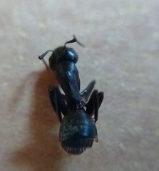 Camponotus pennsylvanicus