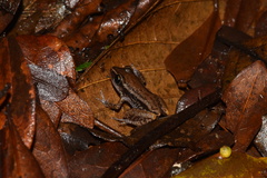 Eleutherodactylus richmondi