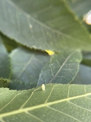 Caryomyia urnula