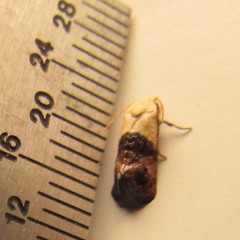 Acontiinae
