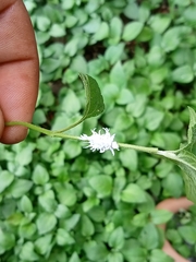 Dieffenbachia wendlandii
