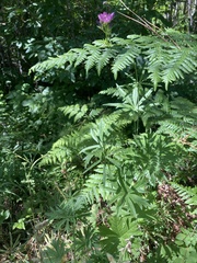 Sidalcea oregana calva