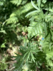 Sidalcea oregana calva