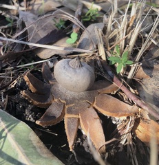 Geastrum tenuipes