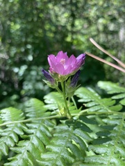Sidalcea oregana calva