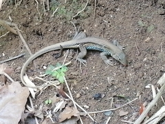 Pholidoscelis chrysolaemus