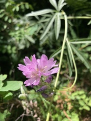 Sidalcea oregana calva