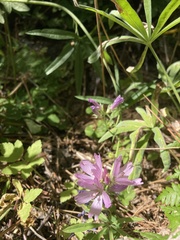 Sidalcea oregana calva