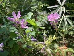Sidalcea oregana calva